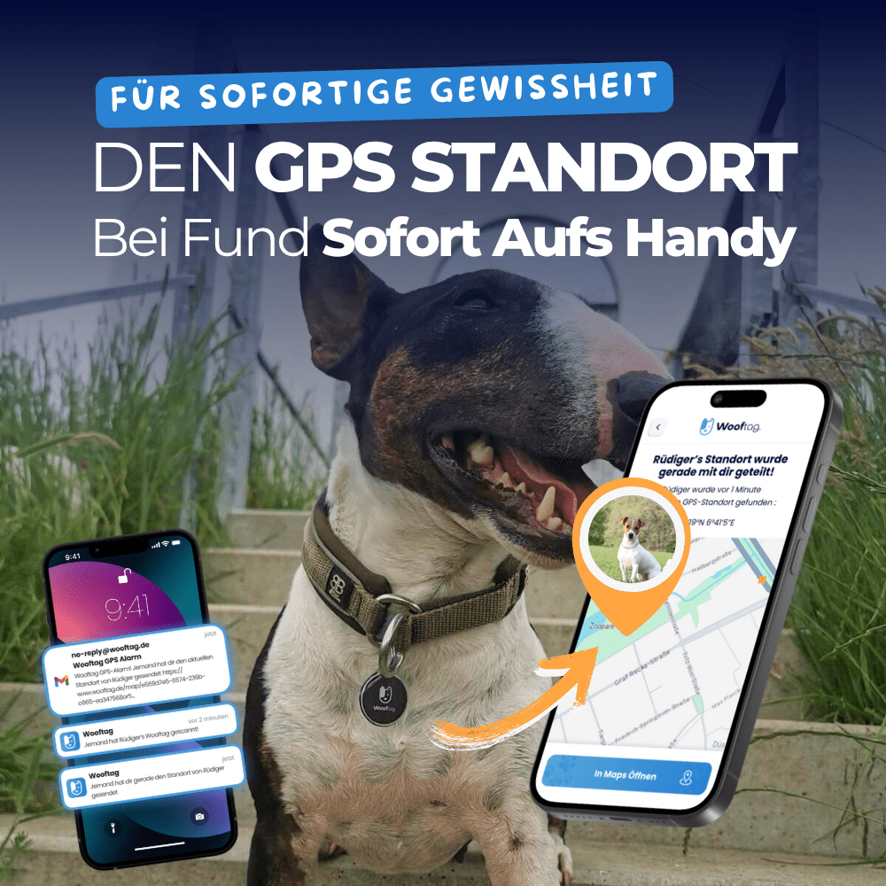 Wooftag™ Limited Starter Bundle - Wooftag